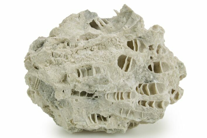 Silurian Dolostone w/ Sparkling Fossil Coral (Fletcheria) - Ohio #362643